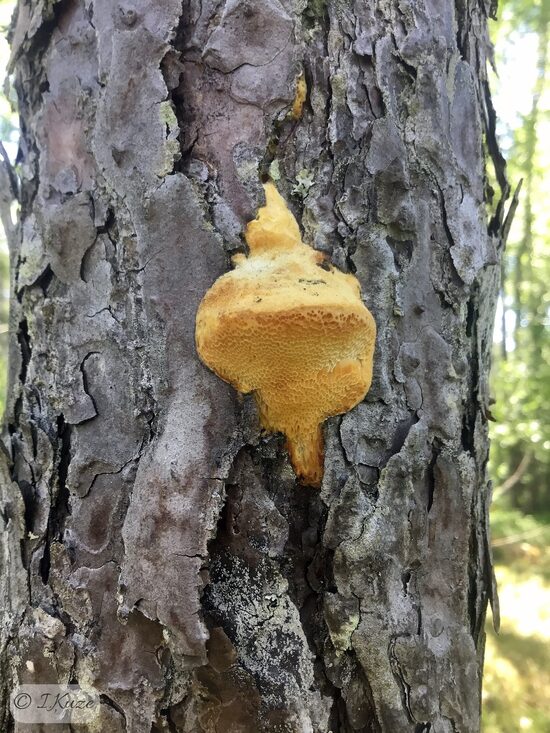 Diplomitoporus flavescens